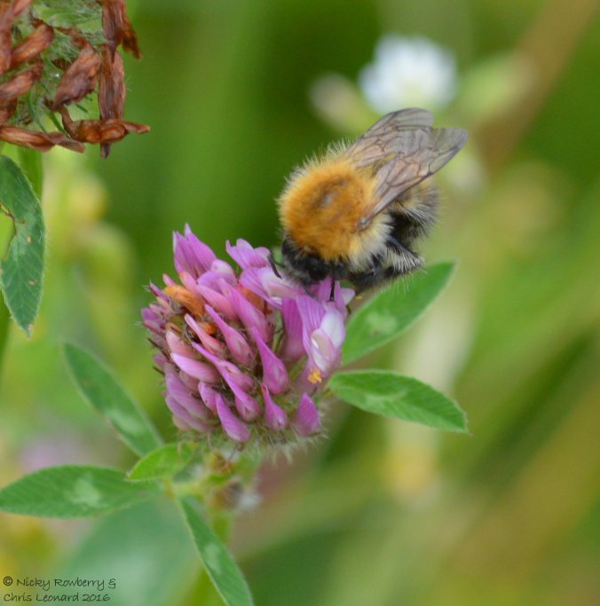red clover