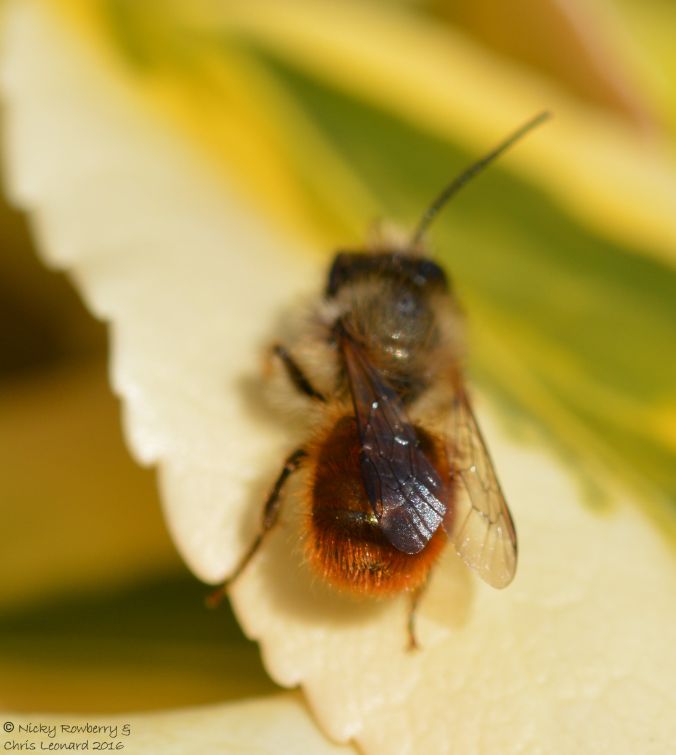 Red Mason Bee