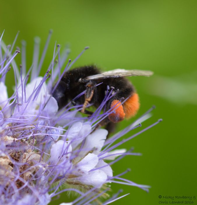 Red tailed bumblebee