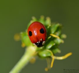 Red - Two Spot Ladybird