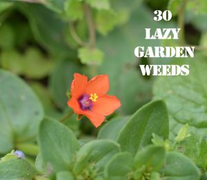 Scarlet Pimpernel 30 WEEDS