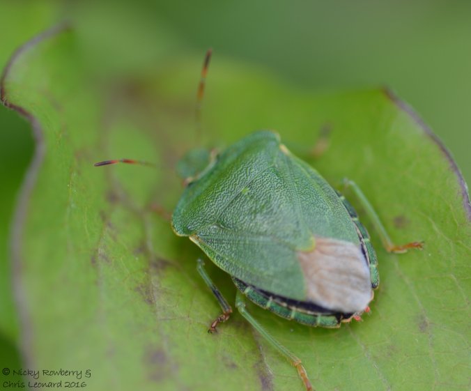 Shieldbug