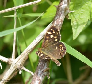 Speckled WOod