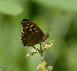 Speckled Wood