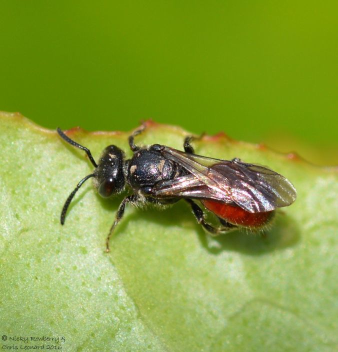 Sphecodes female poss monilicornis