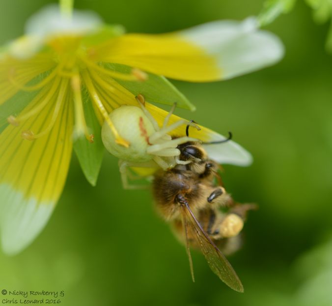 Spider with bee