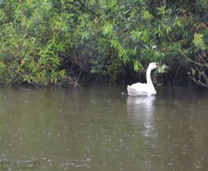 Swan