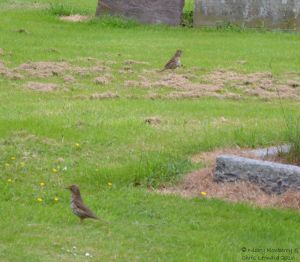 Thrushes