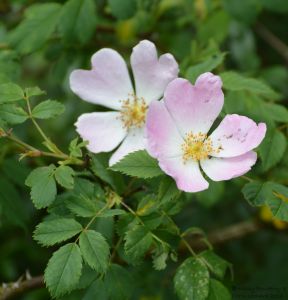 Wild Rose