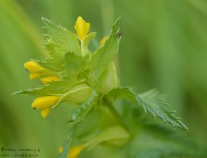 Yellow Rattle