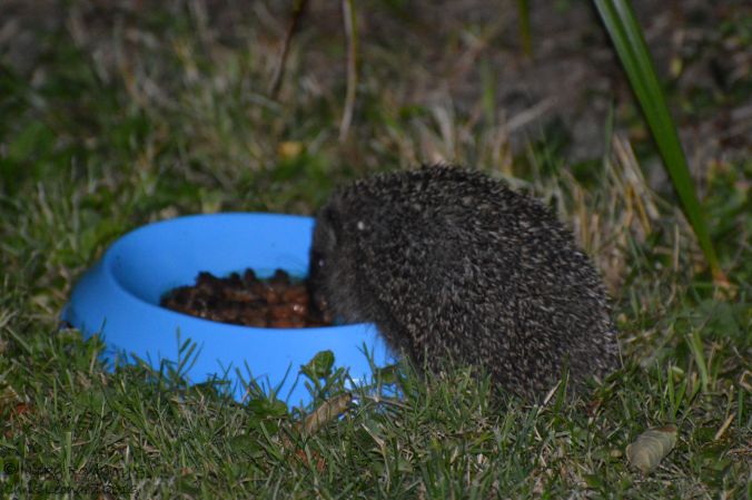 Adult hedgehog