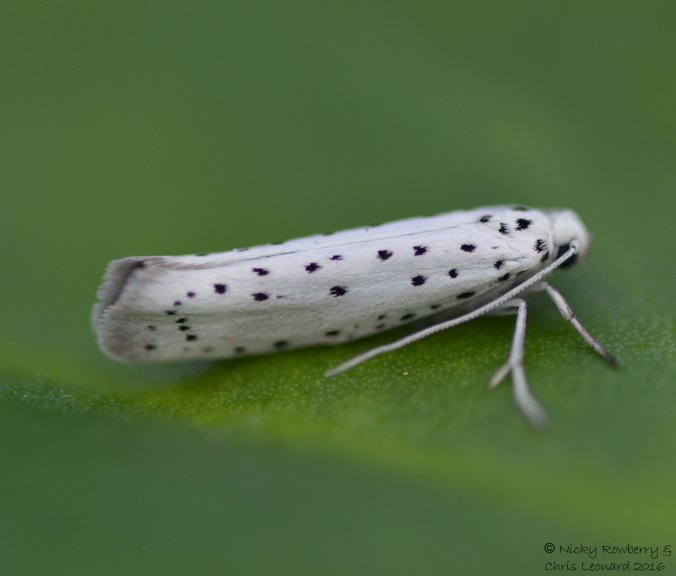 Apple Ermine