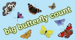 Big Butterfly Count