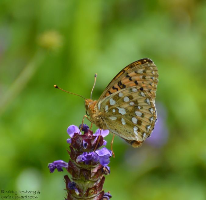 Dark Green fritillary