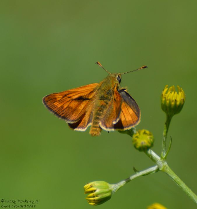 Large Skipper 2