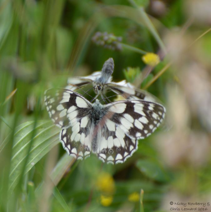 Marbled Whites