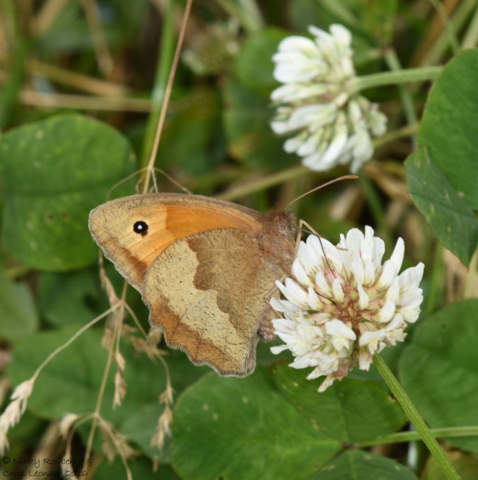 Meadow Brown