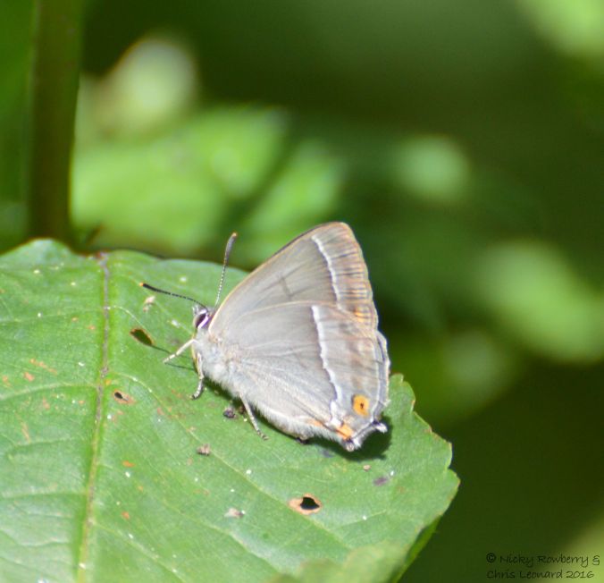 Purple Hairstreak