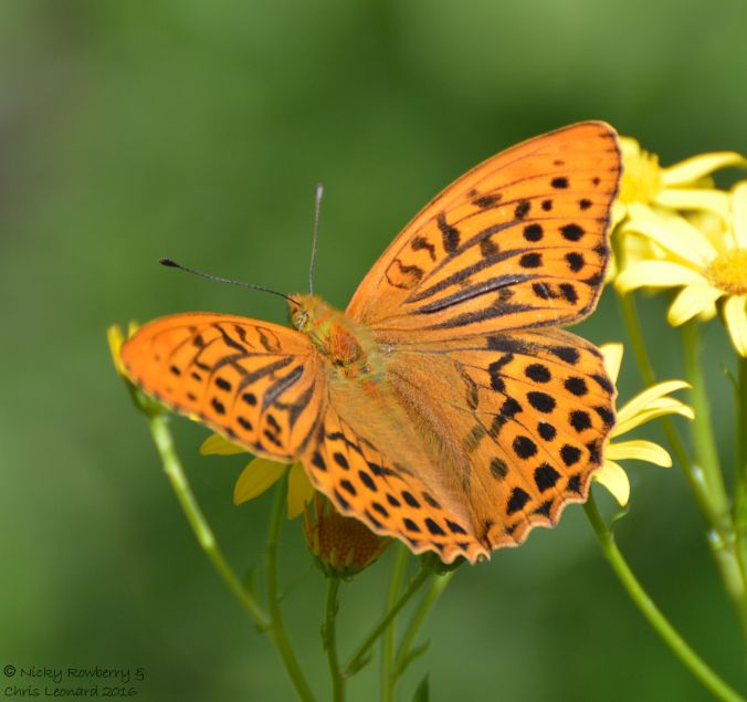 Silver washed fritillary 2