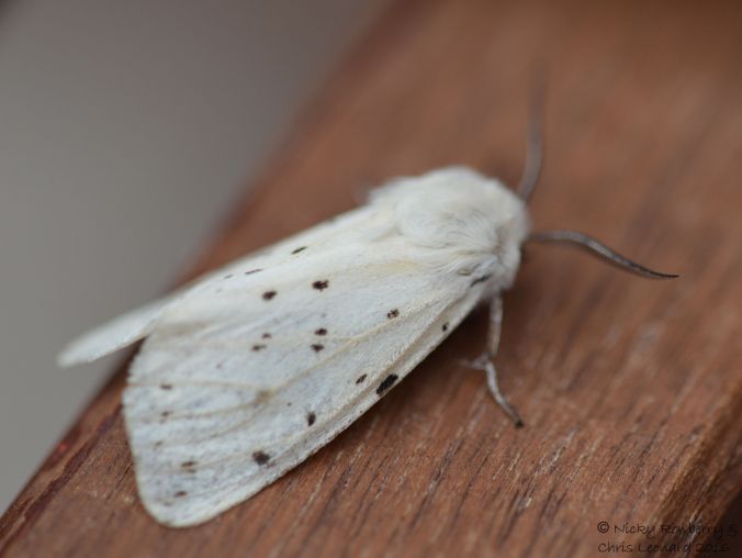 White Ermine