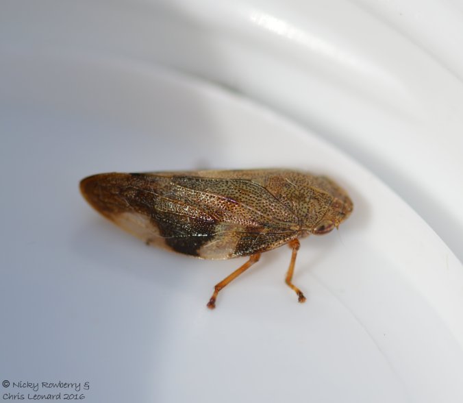 Alder Spittlebug