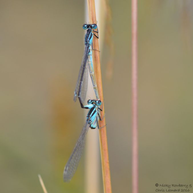 Blue Tailed Damselflies 2