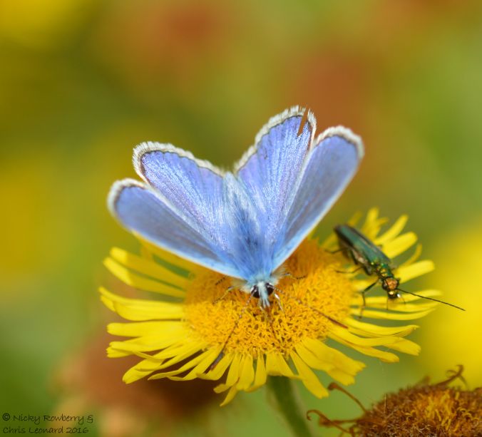 Common Blue 3