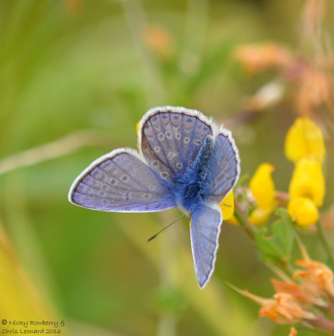 Common Blue 4