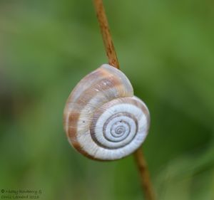Heath Snail