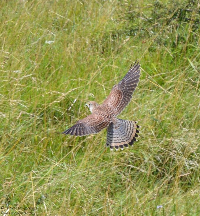 Kestrel