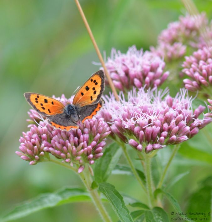 Small Copper 2