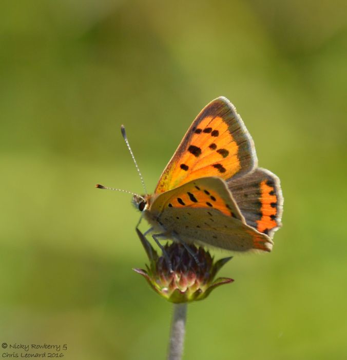 Small Copper