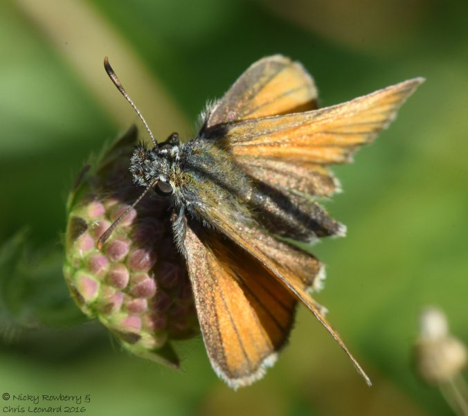 Small Skipper