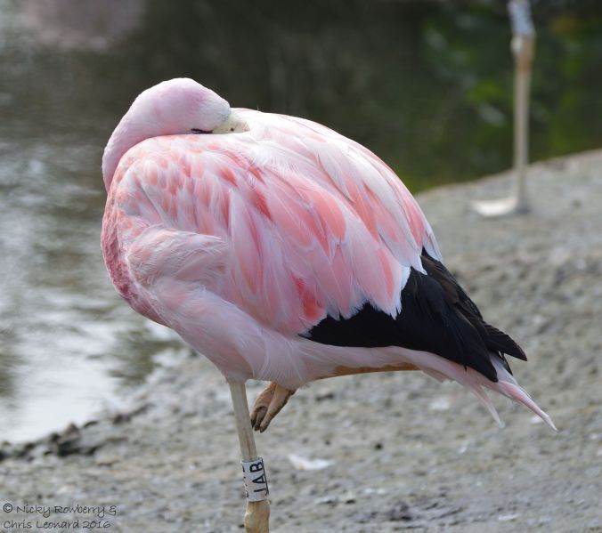andean-flamingo