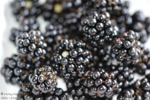 Blackberries