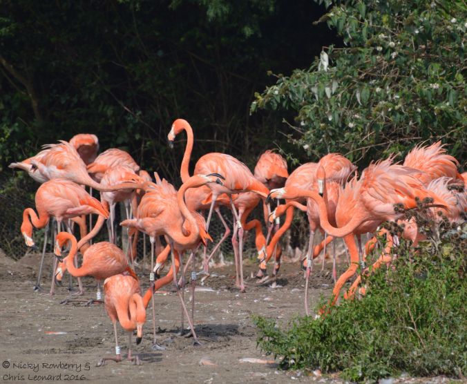 caribbean-flamingos