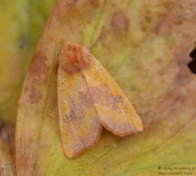 centre-barred-sallow