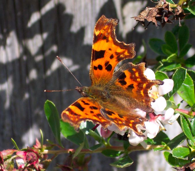comma