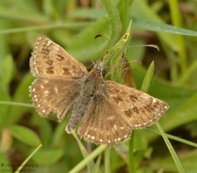 dingy-skipper