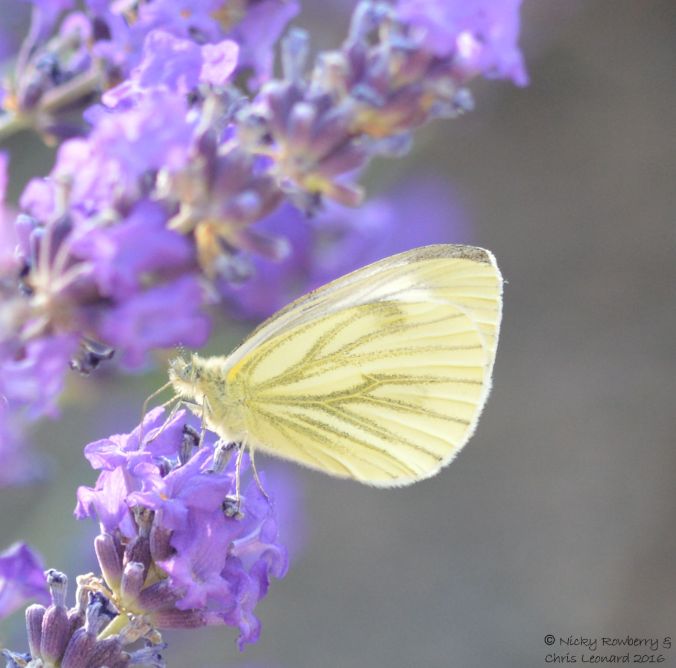green-veined-white