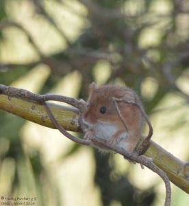 harvest-mouse-2
