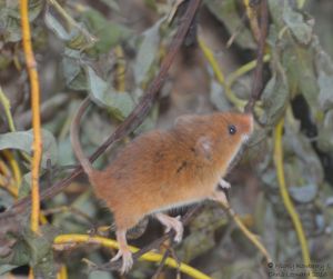 harvest-mouse