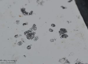 hedgehog-footprint
