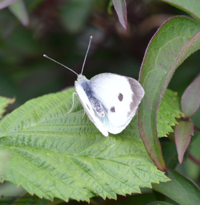 large-white-butterfly