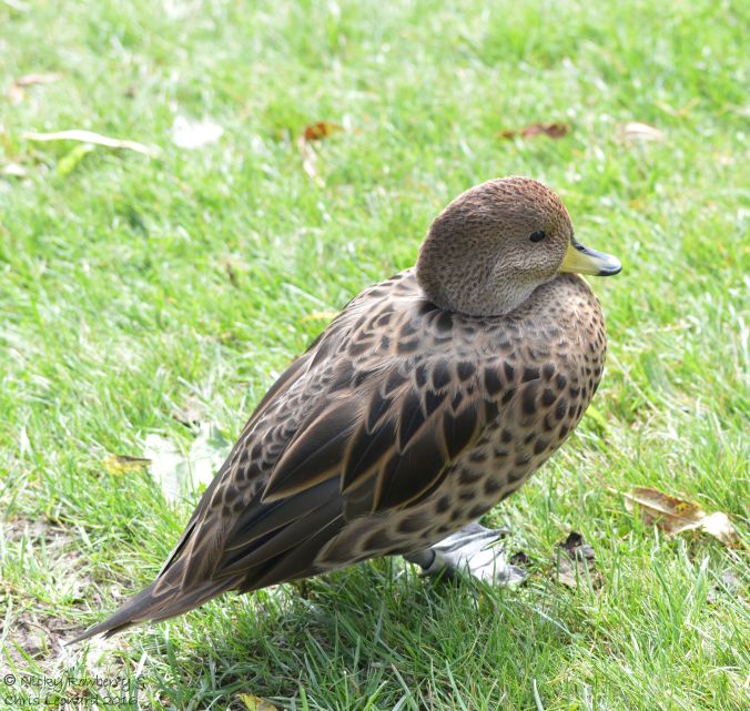 south-georgian-pintail