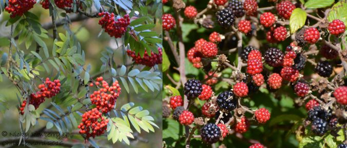 black-rowanberry