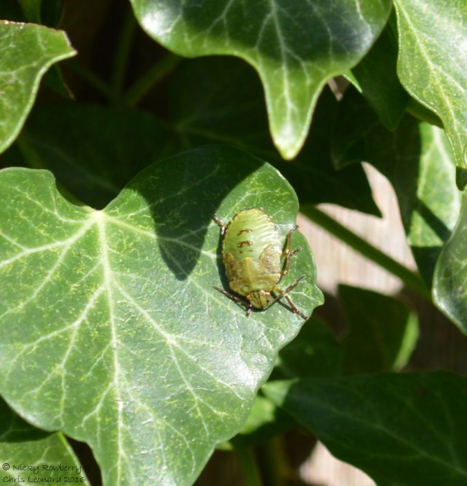 shieldbug-on-ivy