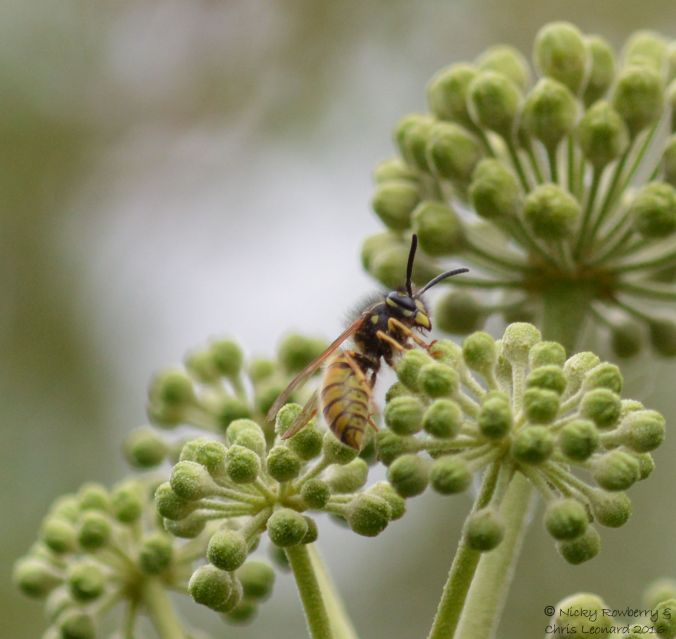 wasp-v-vulgaris-on-ivy