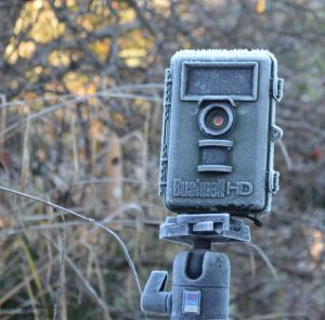 trail-cam-frost
