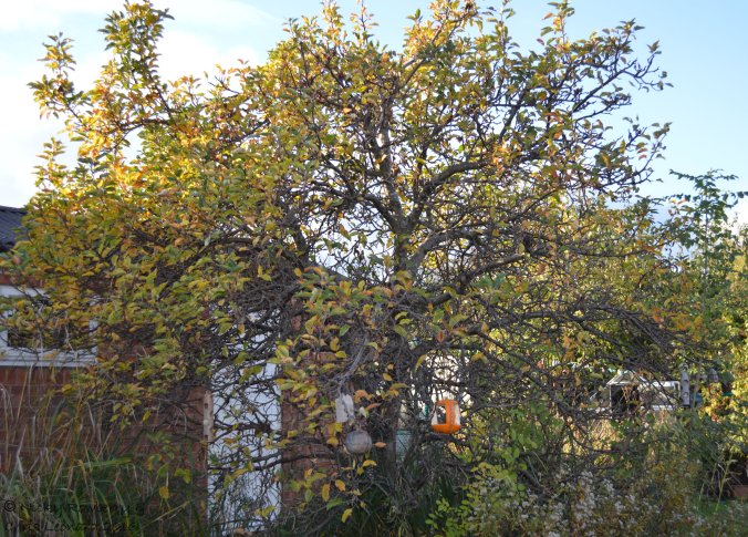 apple-tree-nov-7